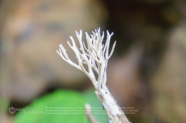 เห็ดปะการังยอดเขากวาง[Scytinopogon angulisporus (Pat.) Cor.]